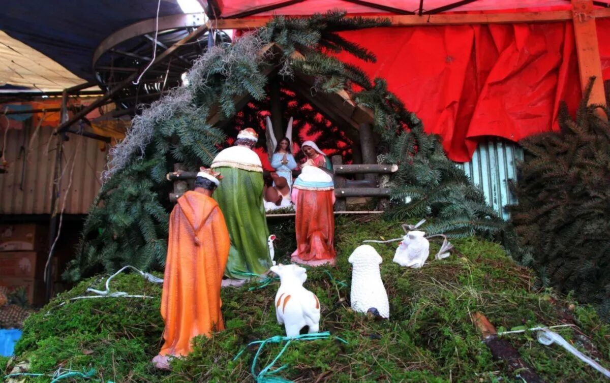 Venezuela comienza una campaña para evitar la extracción y comercialización del musgo