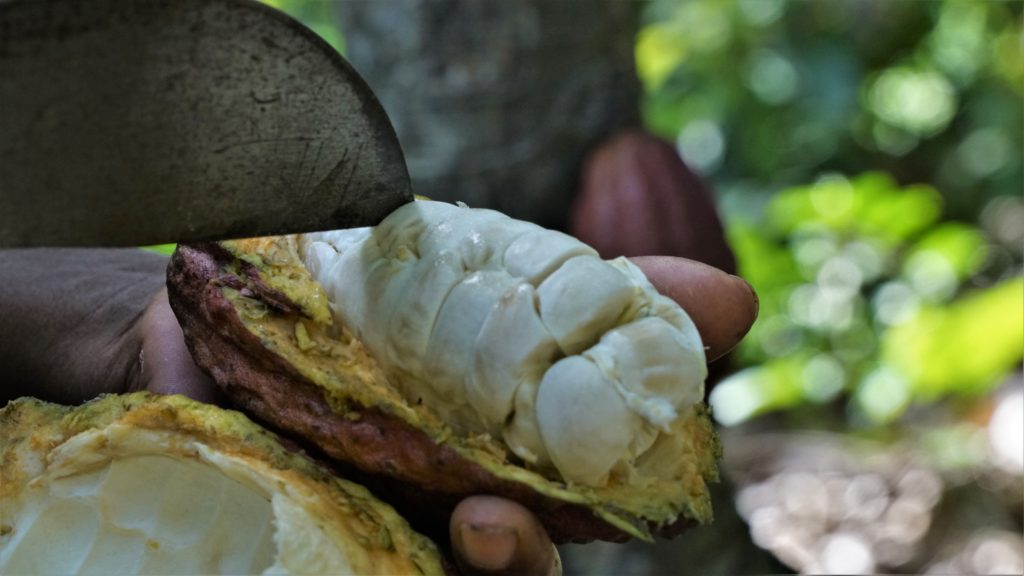 Edis Liendo: la artesana que cultiva el cacao y la historia de Chuao
