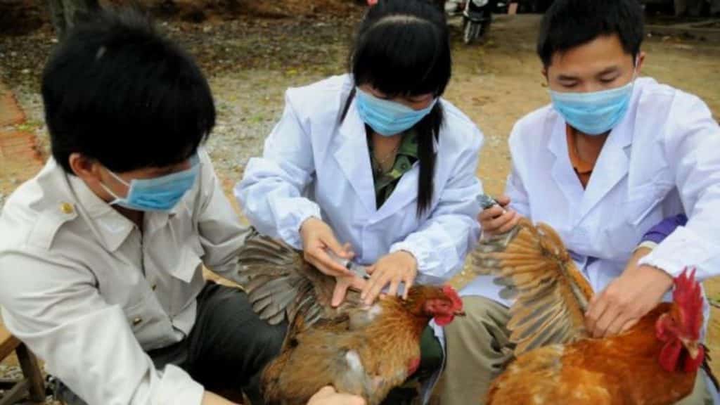 China reporta el primer caso de gripe aviar H3N8 en humanos: ¿qué tan contagiosa es?