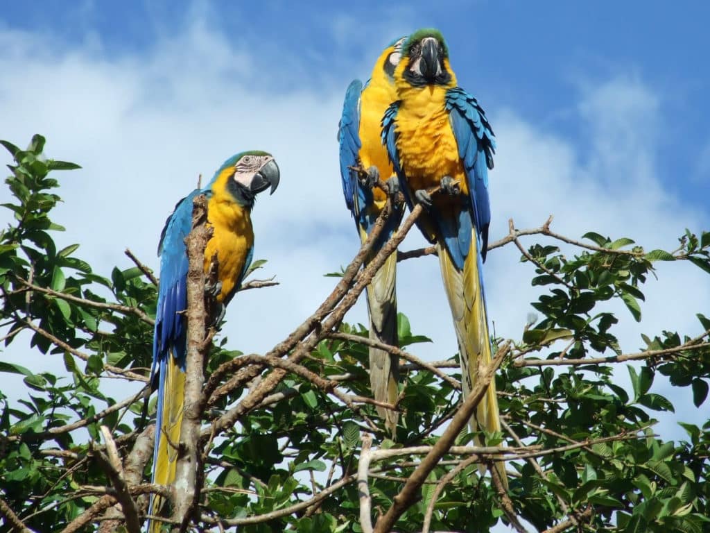 Guacamayas en Caracas: cómo preservar las especies que habitan en la ciudad  - El Diario 