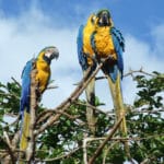 Guacamayas en Caracas: cómo preservar las especies que habitan en la ciudad