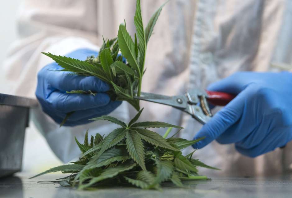 La universidad se aventura a crear una licenciatura en cannabis