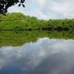 Devastación de Cuare, un golpe al medio ambiente venezolano