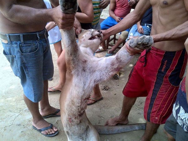 Maltrato animal en Venezuela, el primer indicio de violencia social