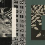 Los animales están apropiándose de nuestras ciudades