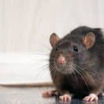 Coronavirus: por qué la pandemia está haciendo que las ratas tengan un comportamiento más agresivo