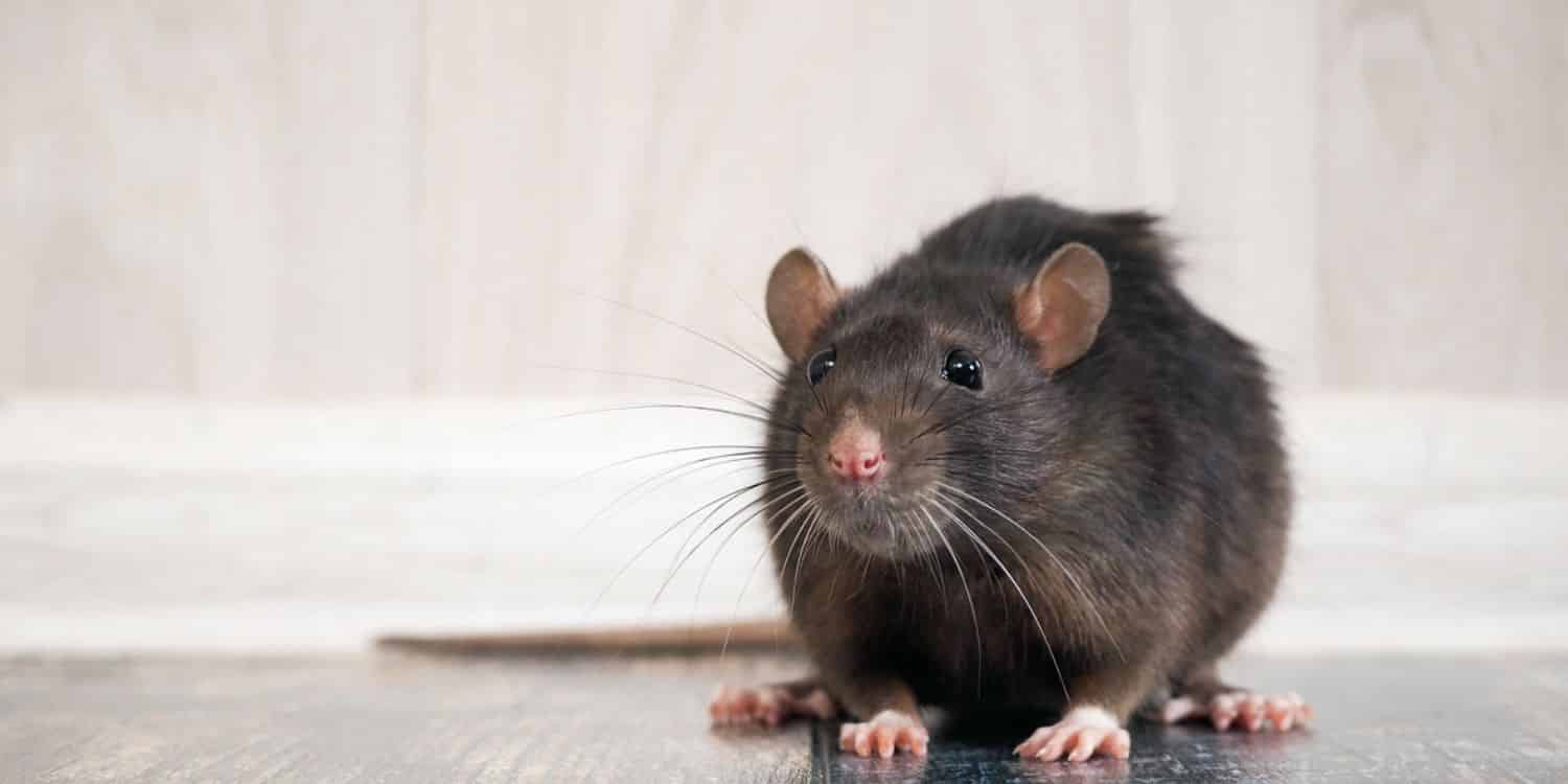 Coronavirus: por qué la pandemia está haciendo que las ratas tengan un comportamiento más agresivo