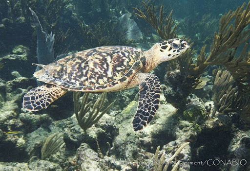 Tortugas marinas en Venezuela se enfrentan a la extinción