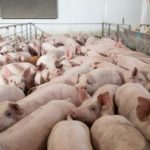 ¿Científicos identificaron una nueva cepa de un virus respiratorio en China?