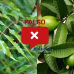 ¿Las hojas de guayaba y las de neem son efectivas para tratar el coronavirus?