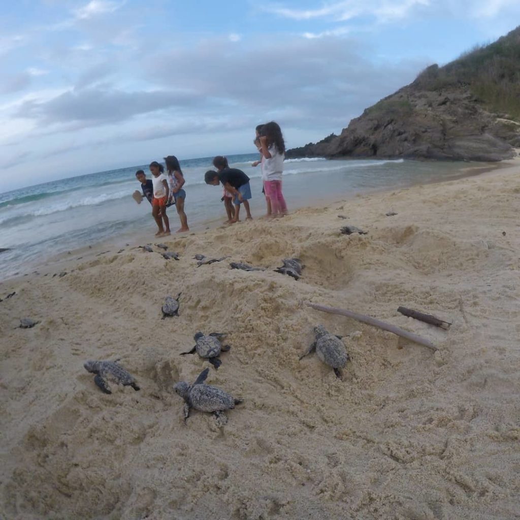 The project behind the birth of sea turtles in Choroní