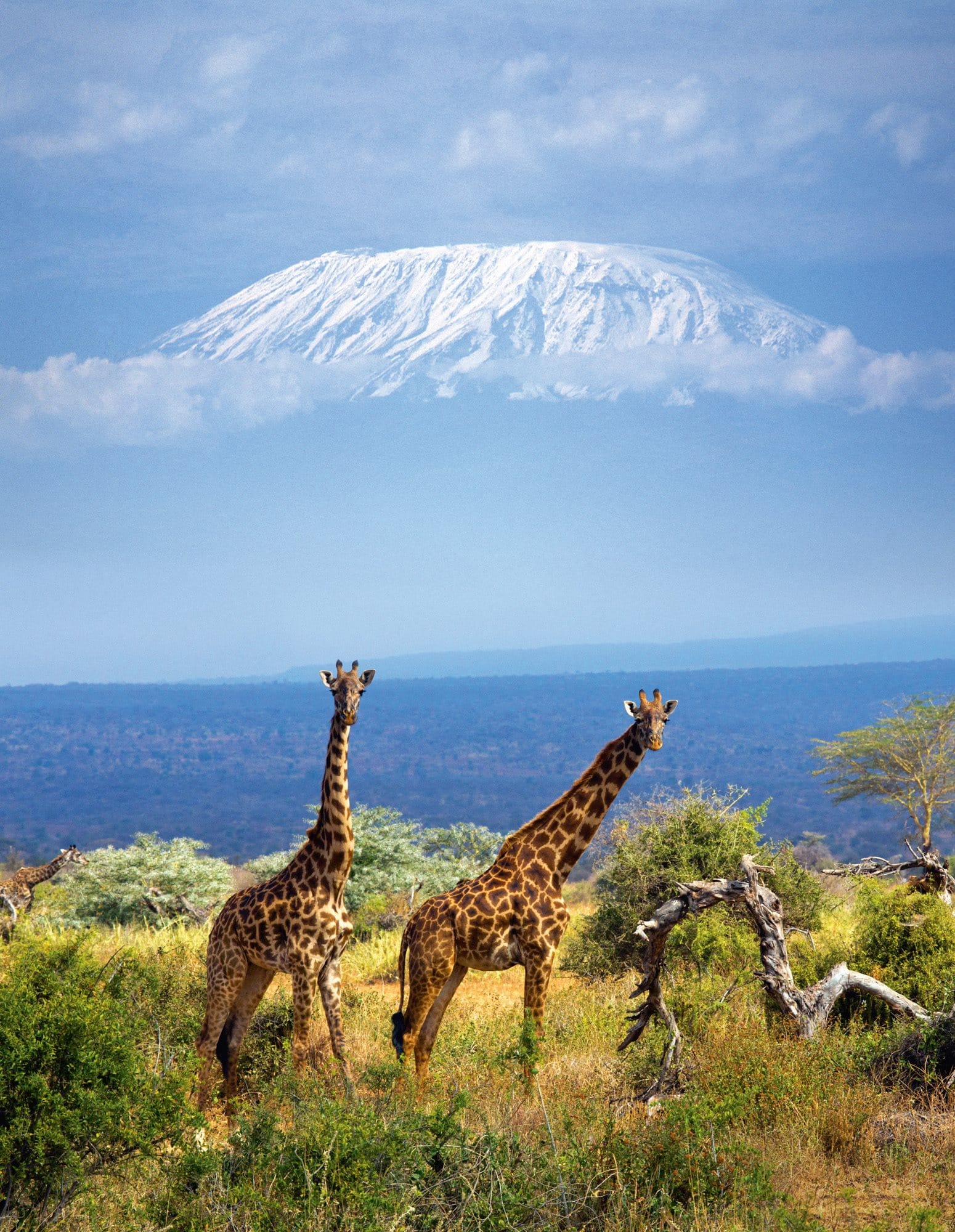 Самые высокие африки. Танзания Килиманджаро. Национальный парк Амбосели Кения. Гора в Кении Килиманджаро. Национальный парк Килиманджаро в Африке.