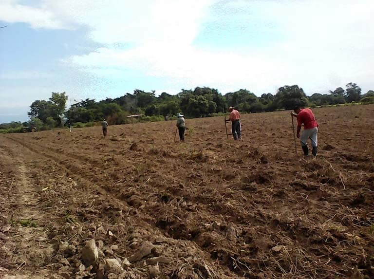 Hombre trabajando la siembra - Producción agrícola en Venezuela