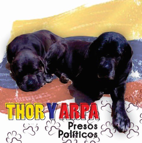 La libertad de Thor: el primer perro preso político del régimen venezolano