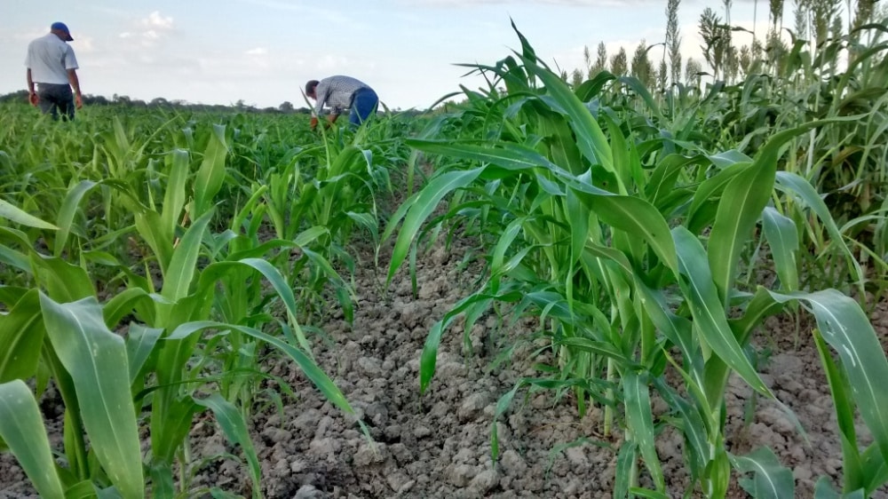 Falta de fertilizantes en el país pone en riesgo la producción agropecuaria