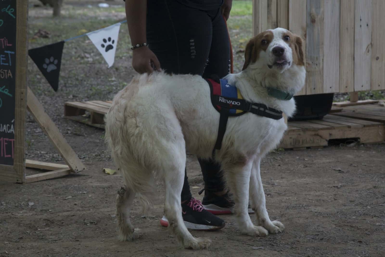 Mucuchíes, la celebración de la raza de perros venezolana