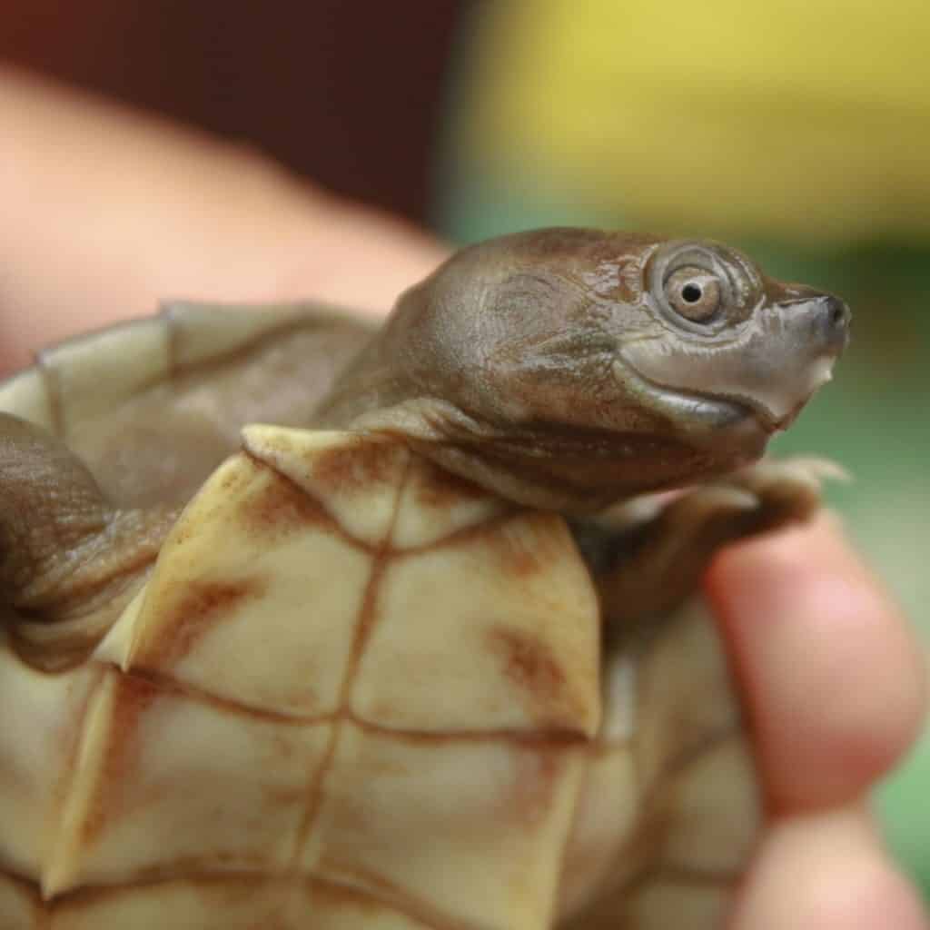 Una tortuga de techo birmana naciendo