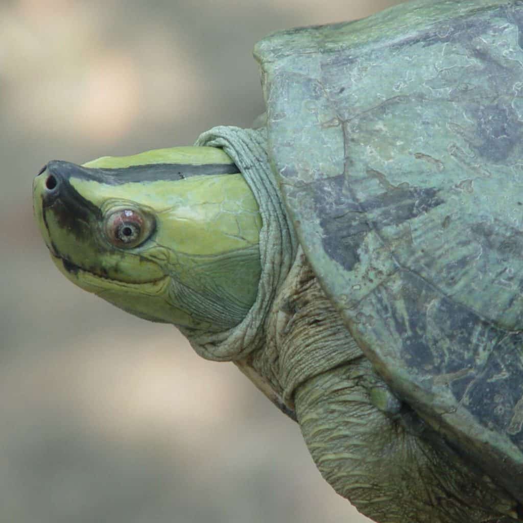 Un macho de tortuga birmana de techo de brillantes colores de cría
