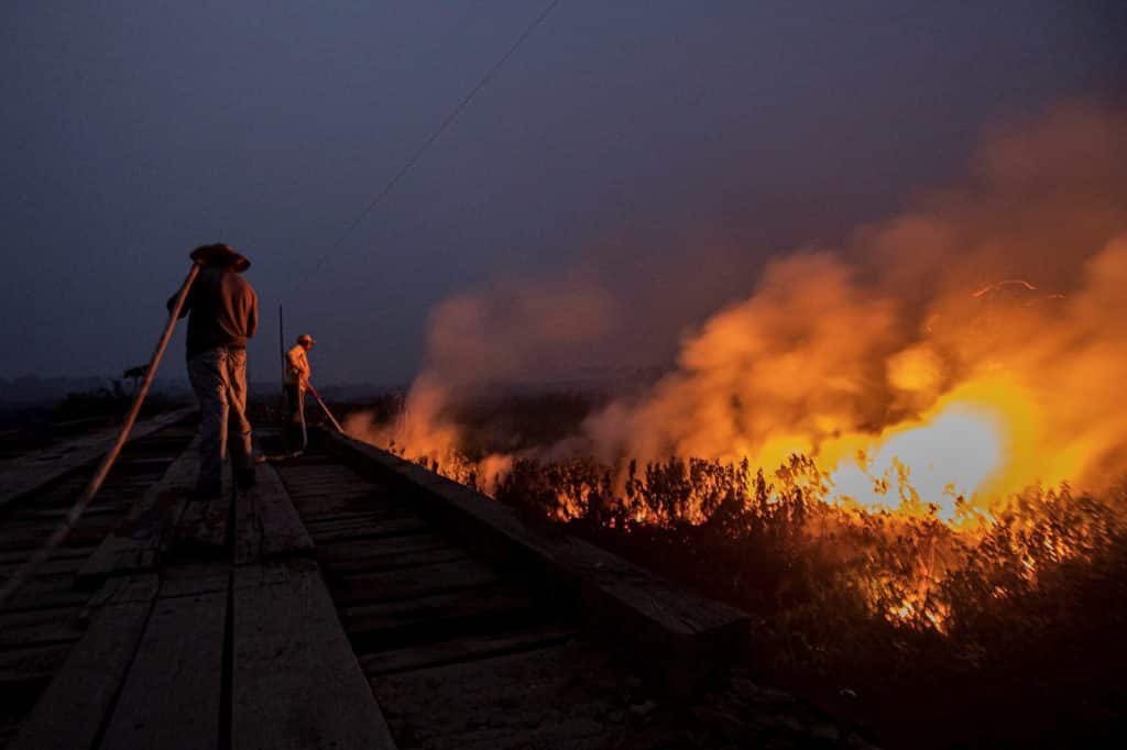 En fotos: decenas de animales muertos tras incendios en el Pantanal brasileño