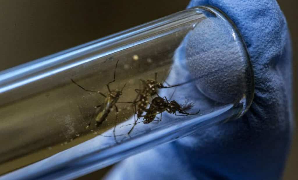 Lo que debes saber para evitar criaderos de mosquitos en casa