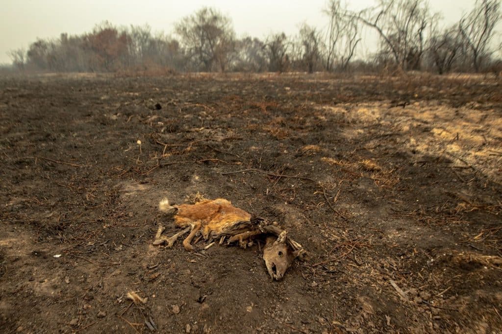 Incendio en Pantanal, cambio climático