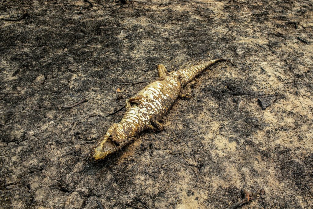 En fotos: decenas de animales muertos tras incendios en el Pantanal brasileño