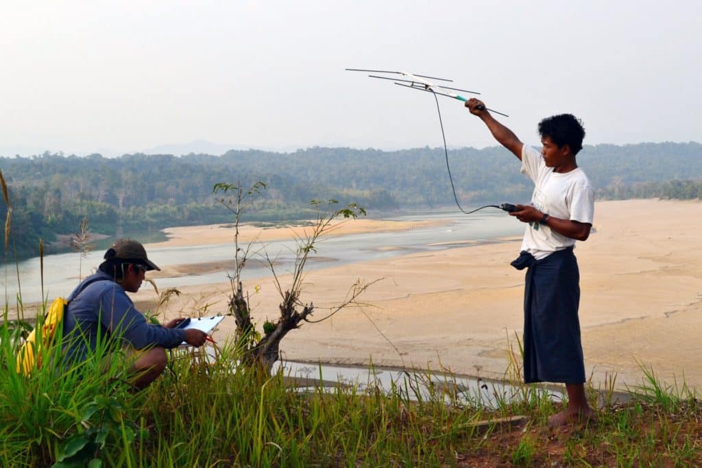 Empleando la telemetría de radio en un acantilado con vistas al río Chindwin en Myanmar para vigilar los movimientos de las tortugas