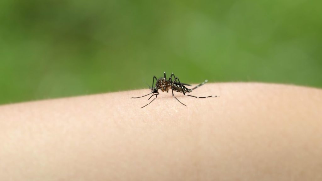 Lo que debes saber para evitar criaderos de mosquitos en casa