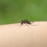 Cómo evitar criaderos de mosquitos ante la temporada de lluvias en Venezuela