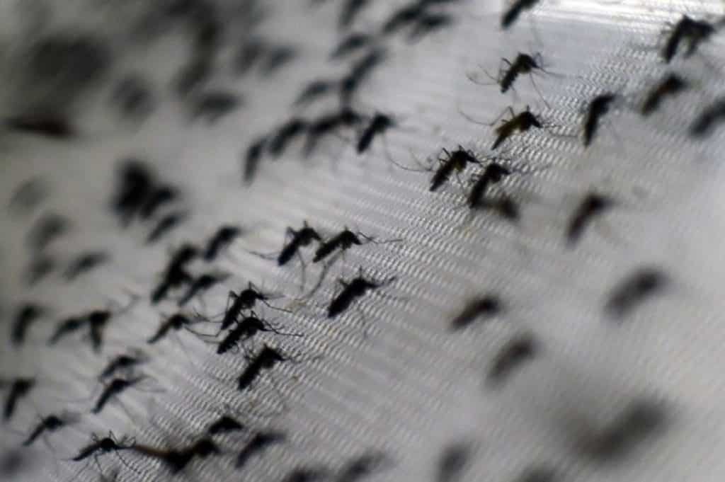 Cómo evitar criaderos de mosquitos ante la temporada de lluvias en Venezuela
