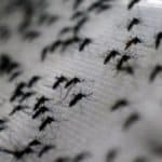 Cómo evitar criaderos de mosquitos ante la temporada de lluvias en Venezuela