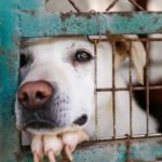 El maltrato animal crece en Venezuela: qué es el crush fetish