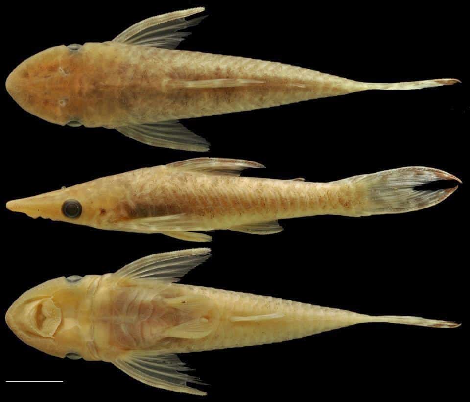 La historia del biólogo venezolano que descubrió 25 especies de peces