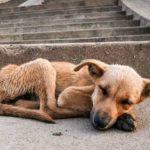 Salvando Patitas: una fundación que ayuda a los animales en situación de calle