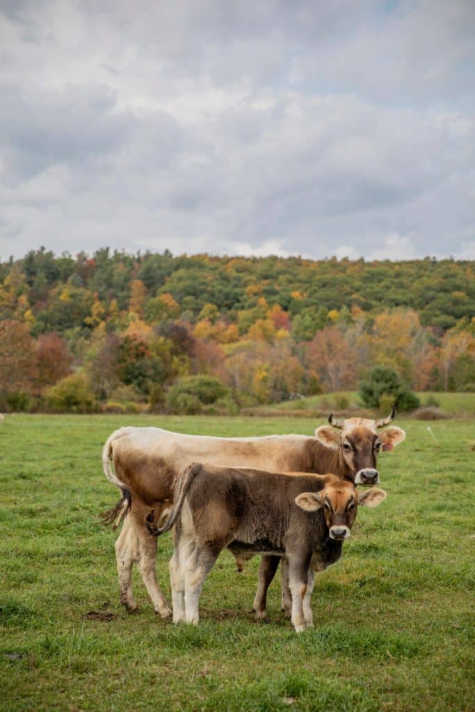 ¿Es la producción lechera cruel con las vacas?