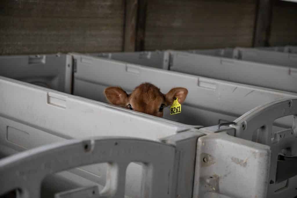 ¿Es la producción lechera cruel con las vacas?