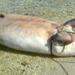 Supuesta venta de carne de manatí alerta a ambientalistas en Venezuela