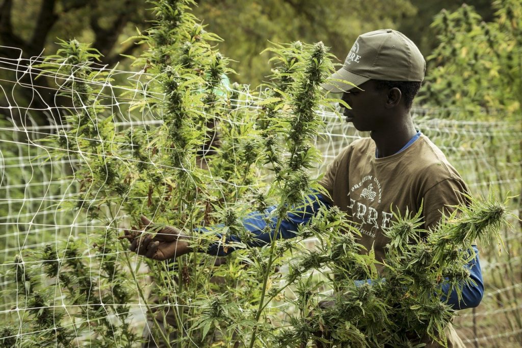 La industria del cannabis medicinal busca crecer en la región, con excepción de Venezuela y Cuba
