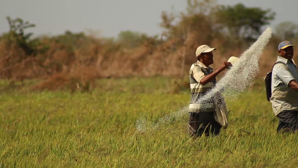 El ocaso de la producción de arroz en Calabozo