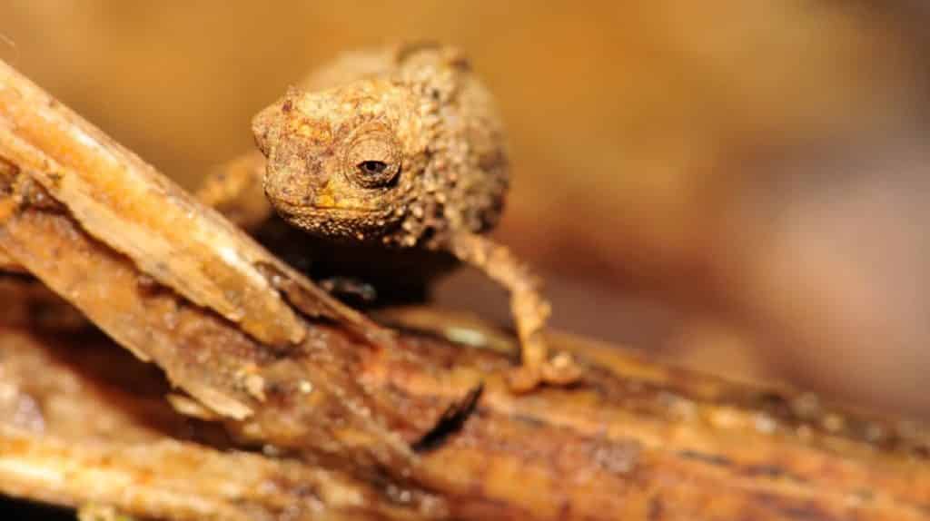 Nanocamaleón: el reptil más pequeño del mundo