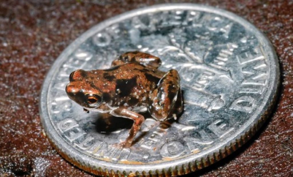 Nanocamaleón: el reptil más pequeño del mundo