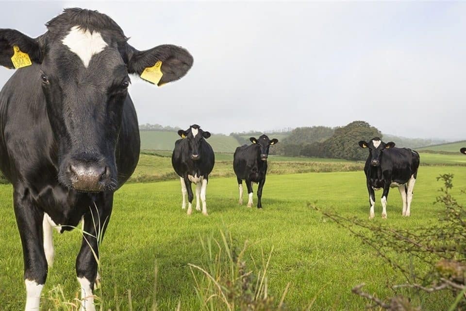 Alimentar vacas con algas marinas reduciría las emisiones de gas metano
