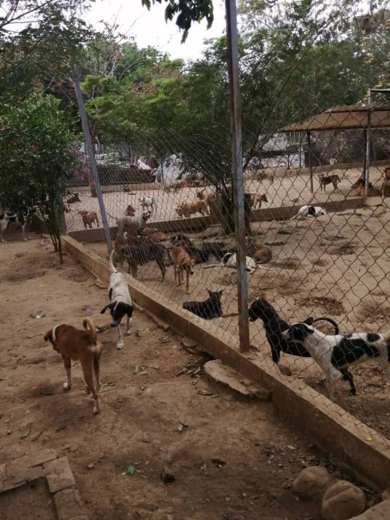 FundaBolívar: ¿Refugio o cárcel para animales?
