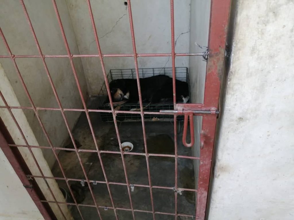 FundaBolívar: ¿Refugio o cárcel para animales?
