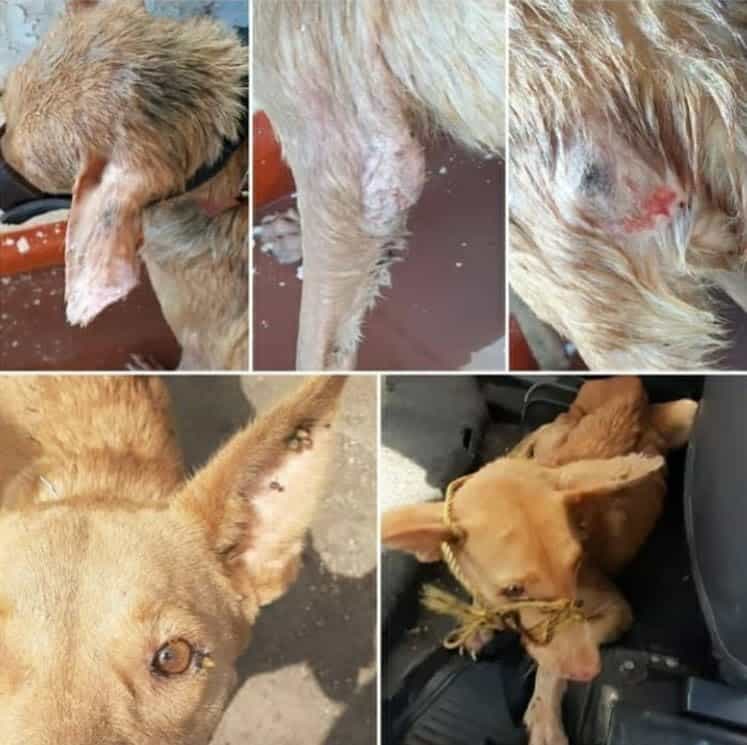 El hostigamiento que vivió una proteccionista de animales tras rescatar a una perra en Falcón