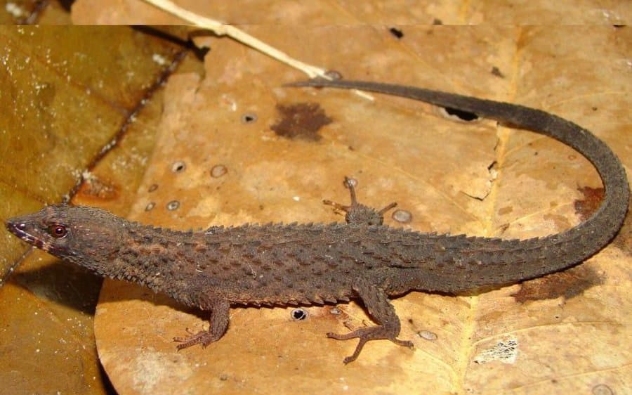 El descubrimiento del lagarto acorazado: cómo biólogos venezolanos hallaron una especie única en el mundo