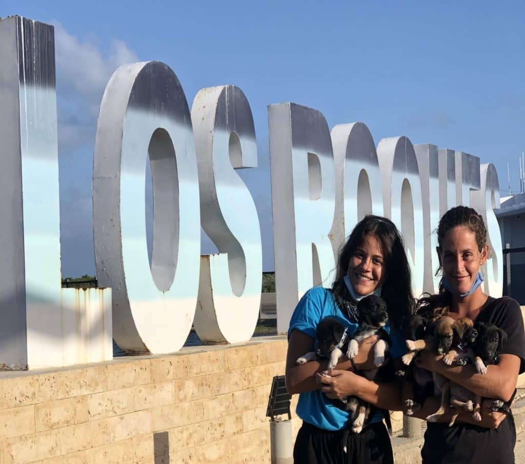 El arduo trabajo de Huellitas, una fundación que rescata a los cachorros de Los Roques