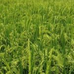 Falta de diésel paraliza al 98% de los productores de maíz en Venezuela