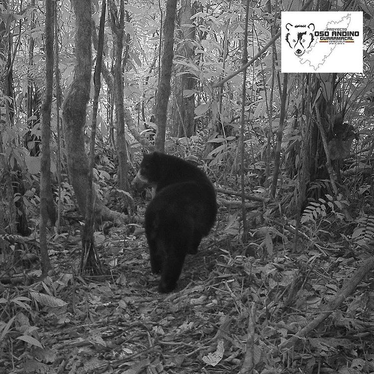 Captan imágenes de crías del oso andino en Trujillo: una esperanza para la conservación de la especie