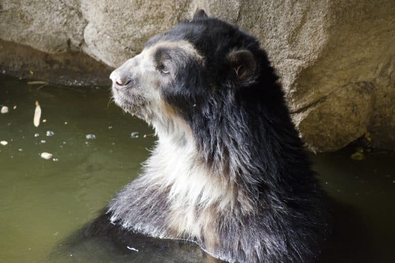 Caza de osos andinos en Venezuela